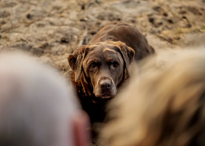 Silke und Thomas sitzen mit ihrer Labrador-Hündin Luna im Dünengras von Sottrum, Fotoshooting mit altem Hund in Niedersachsen.