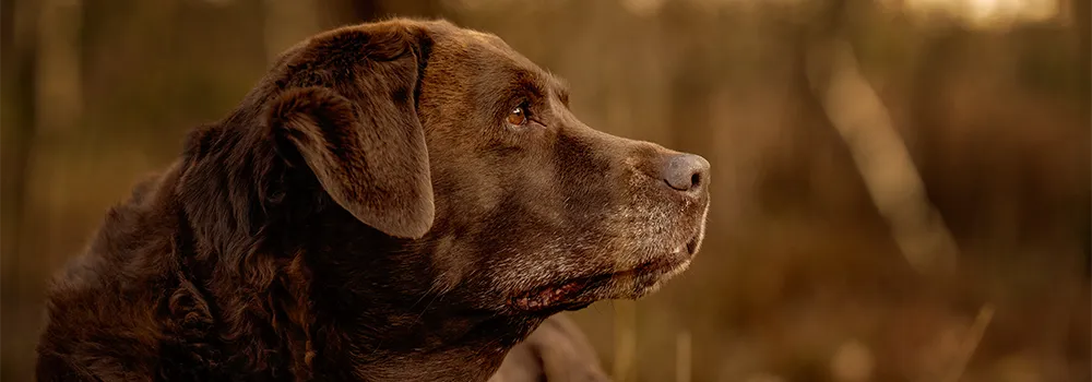 Zwölfjährige Labrador-Hündin Luna mit grauer Schnauze im Abendlicht in den Dünen von Sottrum bei Everinghausen, Hundefotografie in Niedersachsen von Ines Arnshoff.