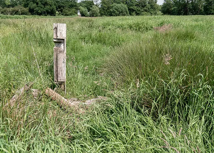 Unscheinbare Wiese mit altem Pfosten und liegendem Baumstamm im Achterdiekpark Bremen Oberneuland, ein alltäglicher Ort, aus dem ein besonderes Hundefoto entsteht.