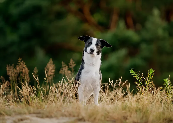Dieselbe Szene nach der Retusche: schwarz-weißer Terrier-Mix ohne Halsband und Leine im Dünengras, Hundefotografie in Bremen von Ines Arnshoff.
