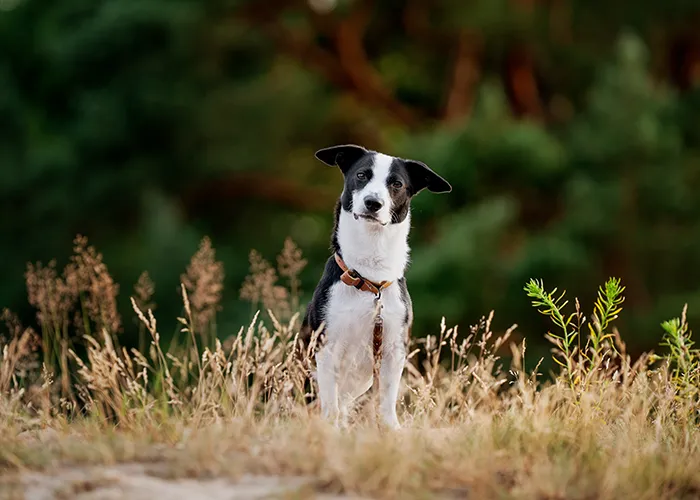 Schwarz-weißer Terrier-Mix sitzt mit Halsband und Leine im Dünengras, unbearbeitetes Original aus einem Hundefotoshooting in Bremen von Ines Arnshoff.