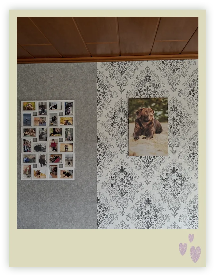 Bilderwand mit dem Porträt einer alten Labrador Hünding in der Heide
