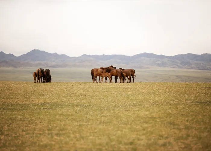 Wildpferde verlieren sich in der endlosen Weite der mongolischen Steppe vor fernen Bergen, Bildtitel: Die Weite der mongolischen Steppe
