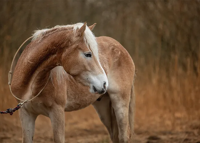 Haflinger mit Führstrick umgeben von Schilf auf einer Wiese, unbearbeitetes Original als RAW-Foto, Vorher-Bild der Pferdefotografie Bremen von Ines Arnshoff.