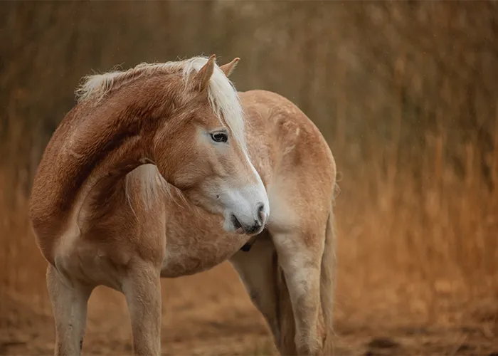 Alt-Text: Haflinger blickt frei über die Schulter im goldenen Schilf während Regen, Führstrick nachträglich entfernt, Pferdefotografie in Bremen und Niedersachsen von Ines Arnshoff.