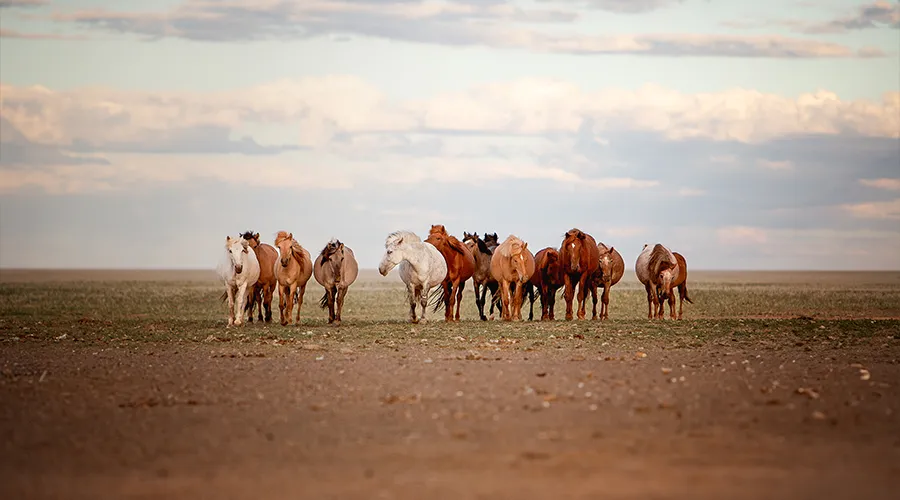 Halbwilde Pferdeherde in der weiten Steppe der Mongolei, fotografiert von Pferdefotografin Ines Arnshoff auf ihrer Reise