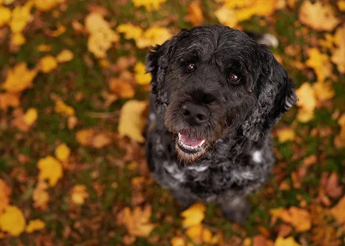 Schwarze Portugiesische Wasserhündin Winnie sitzt im gelben Herbstlaub und schaut direkt nach oben in die Kamera.