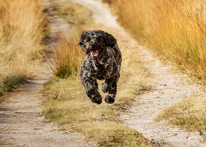 Portugiesische Wasserhündin Winnie rennt im vollen Galopp über einen Sandweg in der Lüneburger Heide frontal auf die Kamera zu, Hundefotografie von Ines Arnshoff.