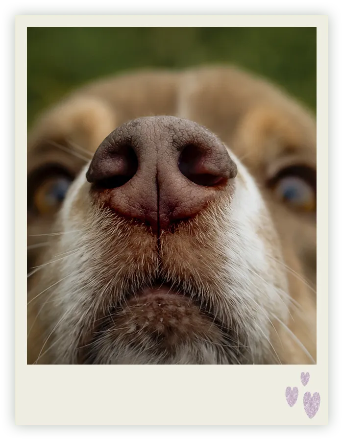 Nahaufnahme der Nase eines Hundes mit blau-bernsteinfarbenen Augen im Hintergrund, Hundefotografie in Bremen von Ines Arnshoff.