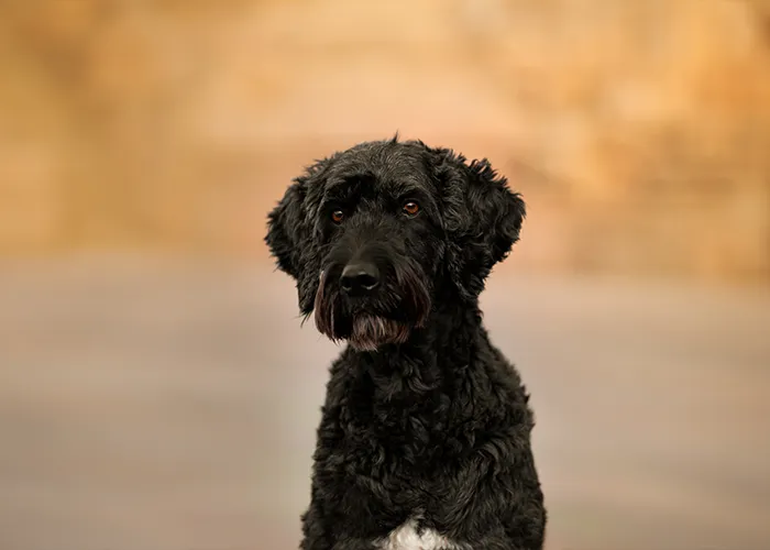 Porträt eines schwarzen Doodles im warmen Abendlicht, Tierfotografie in Bremen von Ines Arnshoff.