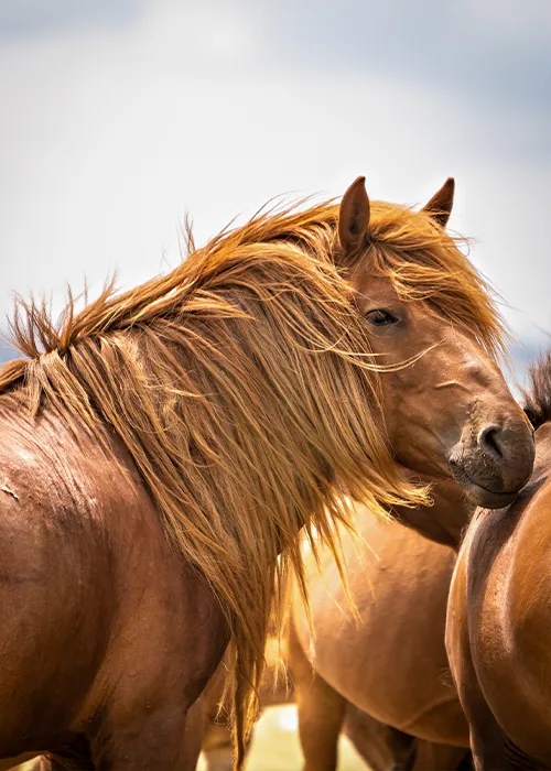 Wildpferd im goldenen Gegenlicht der mongolischen Steppe, von Ines Arnshoff
