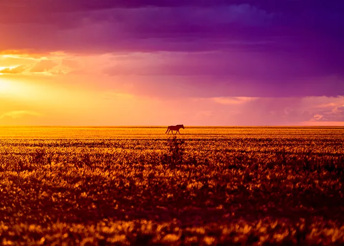 Einzelnes Wildpferd als Silhouette im dramatischen Sonnenuntergang der mongolischen Steppe
