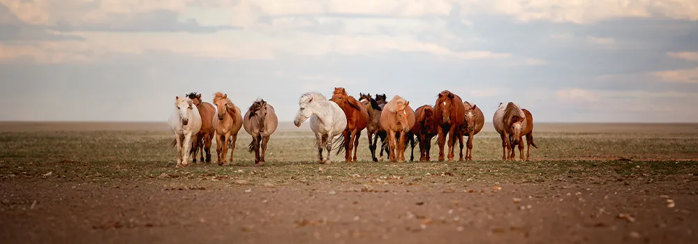 Herde halbwilder Pferde mit weißem Leittier in der offenen Steppe der Mongolei, ohne Zaun, von Ines Arnshoff, Bildtitel: Eine Herde Wildpferde in der mongolischen Steppe