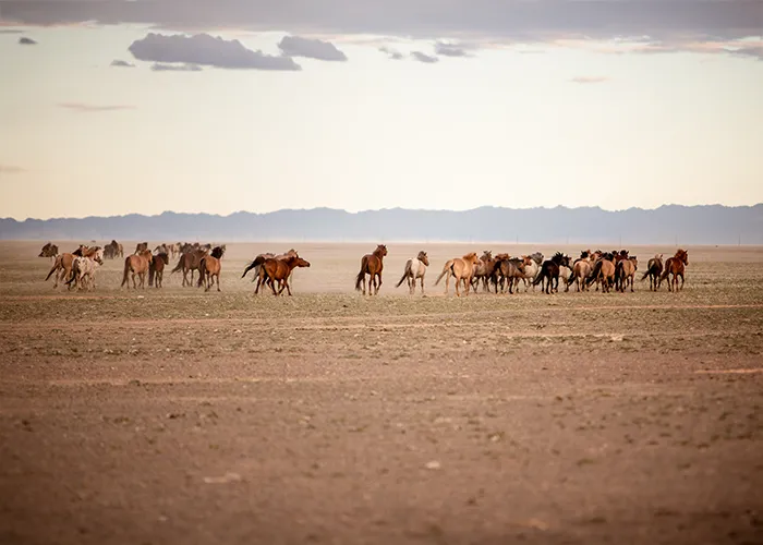 Herde halbwilder Pferde zieht durch die weite mongolische Steppe in der Wüste Gobi, fotografiert von Ines Arnshoff