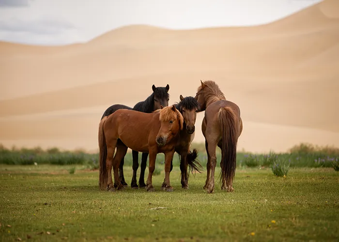 Wildpferde vor den Sanddünen der Wüste Gobi, angepasst an Hitze und Kargheit, von Ines Arnshoff